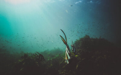 20 000 lieues sous les mers