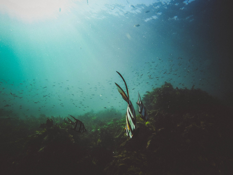 20 000 lieues sous les mers