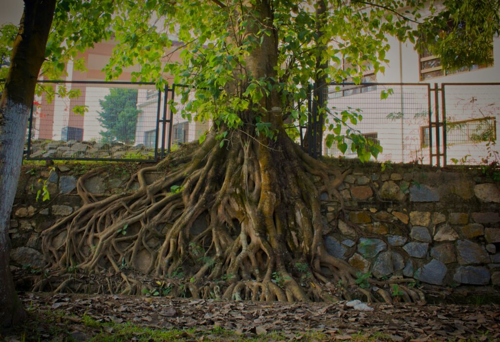 taking roots